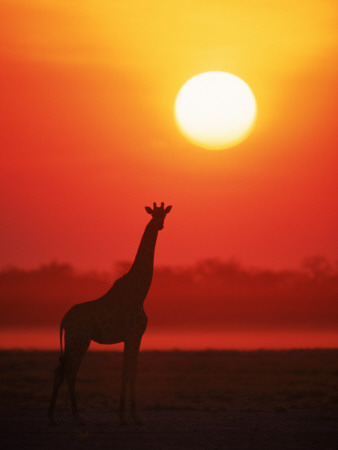 Giraffe Silhouette At Sunset, Namibia, Etosha National Park by Tony Heald Pricing Limited Edition Print image