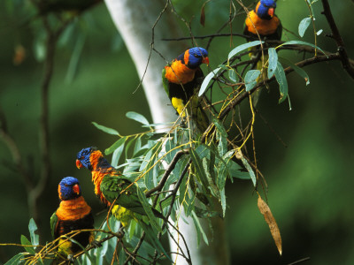 Red Collared Rainbow Lorikeets Flock In Tree, Western Australia by Tony Heald Pricing Limited Edition Print image
