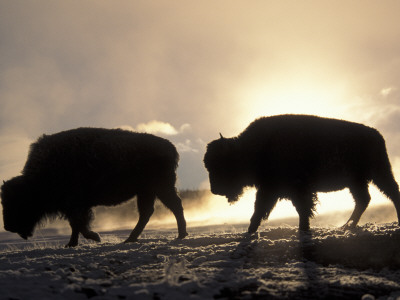 Two Bison Silhouetted Against Rising Sun, Yellowstone National Park, Wyoming, Usa by Pete Cairns Pricing Limited Edition Print image