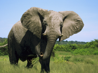 African Elephant Grazing, Chobe National Park Botswana by Tony Heald Pricing Limited Edition Print image