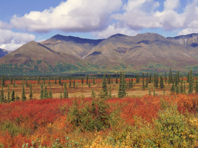 Tundra Landscape In Autumn, Denali National Park, Alaska Usa by Lynn M. Stone Pricing Limited Edition Print image