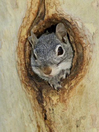 Arizona Grey Squirrel, Ilooking Out Of Hole In Sycamore Tree, Arizona, Usa by Rolf Nussbaumer Pricing Limited Edition Print image