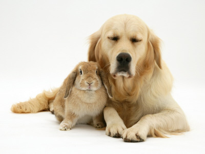 Sandy Lop Rabbit Cuddling Up With Sleepy Golden Retriever Bitch by Jane Burton Pricing Limited Edition Print image