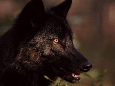 Grey Wolf In Woodland, Minnesota, Usa by Lynn M. Stone Pricing Limited Edition Print image