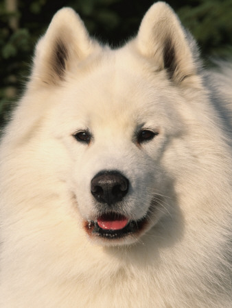 Samoyed Dog, Usa by Lynn M. Stone Pricing Limited Edition Print image