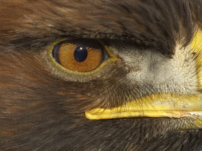 Golden Eagle Adult Portrait, Close Up Of Eye, Cairngorms National Park, Scotland, Uk by Pete Cairns Pricing Limited Edition Print image