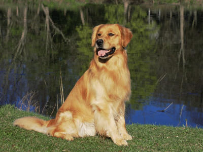 Domestic Dog Sitting Portrait, Golden Retriever, (Canis Familiaris) Illinois, Usa by Lynn M. Stone Pricing Limited Edition Print image