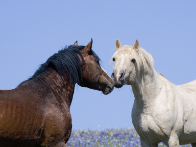 Bay Stallion And Palomino Stallion Touching Noses, Pryor Mountains, Montana, Usa by Carol Walker Pricing Limited Edition Print image