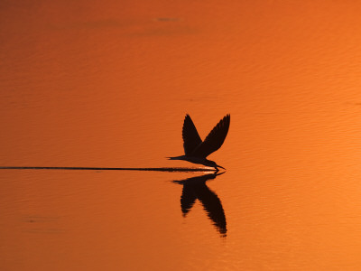 African Skimmer Skimming At Sunset, Chobe National Park, Botswana by Tony Heald Pricing Limited Edition Print image
