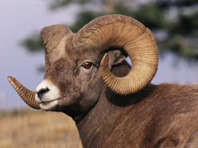 Rocky Mountain Bighorn Sheep, Ram, Jasper National Park, Alberta, Usa by Lynn M. Stone Pricing Limited Edition Print image