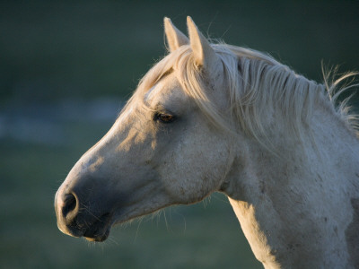 Wild Palomino Stallion, Head Profile, Pryor Mountains, Montana, Usa by Carol Walker Pricing Limited Edition Print image