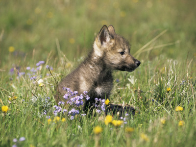 Grey Wolf Pup Amongst Flowers, Montana, Usa by Tom Vezo Pricing Limited Edition Print image