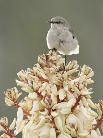 Mockingbird, Perched On Yucca Flower, Texas, Usa by Rolf Nussbaumer Pricing Limited Edition Print image