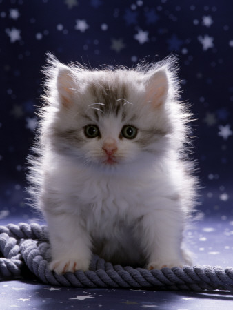 Domestic Cat, 7-Week Fluffy Silver And White Kitten by Jane Burton Pricing Limited Edition Print image