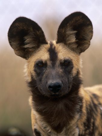 African Wild Dog, Portrait, South Africa by Pete Oxford Pricing Limited Edition Print image