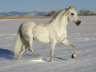 Grey Andalusian Stallion Trotting Through Snow, Colorado, Usa by Carol Walker Pricing Limited Edition Print image