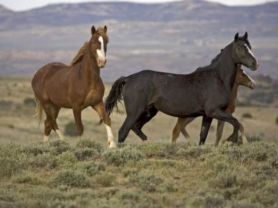 Mustang / Wild Horse, Two Mares And Colt Foal Trotting, Wyoming, Usa Adobe Town Hma by Carol Walker Pricing Limited Edition Print image