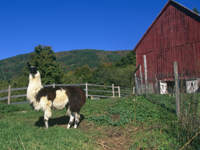 Domestic Llama, On Farm, Vermont, Usa by Lynn M. Stone Pricing Limited Edition Print image