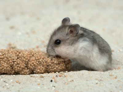 Young Dwarf Hamster Eating Millet by Petra Wegner Pricing Limited Edition Print image