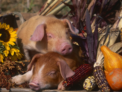 Domestic Piglets, Resting Amongst Vegetables, Usa by Lynn M. Stone Pricing Limited Edition Print image