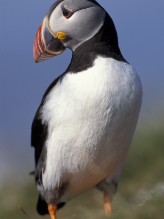 Puffin Portrait, Western Isles, Scotland, Uk by Pete Cairns Pricing Limited Edition Print image