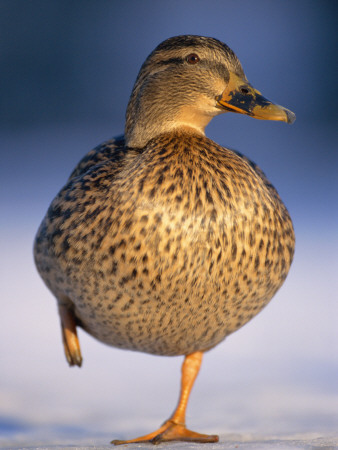 Mallard Female Duck Standing On One Leg On Ice, Highlands, Scotland, Uk by Pete Cairns Pricing Limited Edition Print image