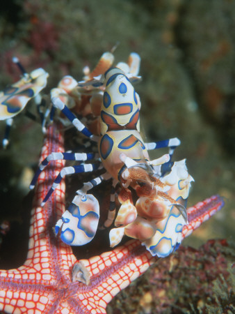 Harlequin Shrimp, Starfish Prey, Upside Down To Prevent It From Escaping, Andaman Sea, Thailand by Georgette Douwma Pricing Limited Edition Print image