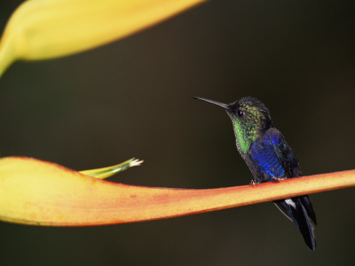 Male Crowned Woodnymph, Macipucuna Cloud Forest, Ecuador by Pete Oxford Pricing Limited Edition Print image