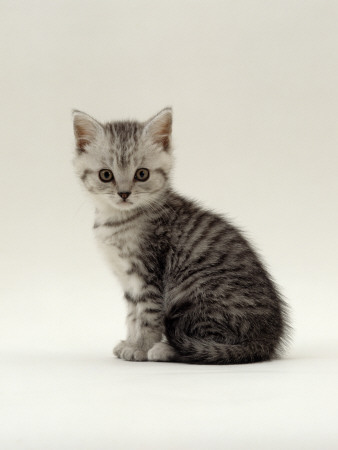 Domestic Cat, 6-Week, Silver Tabby Male Kitten by Jane Burton Pricing Limited Edition Print image