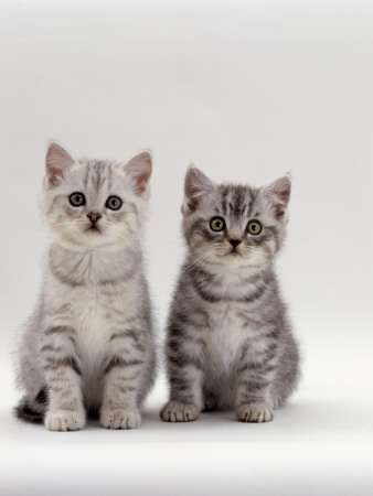 Domestic Cat, 7-Week, Two Silver Kittens by Jane Burton Pricing Limited Edition Print image