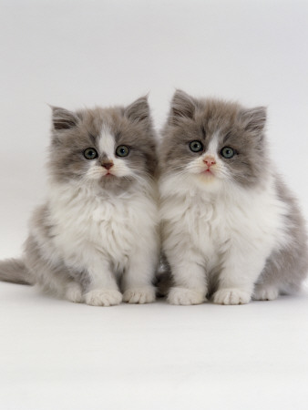 Domestic Cat, 9-Week, Two Persian Cross Lilac Bicolour Kittens by Jane Burton Pricing Limited Edition Print image