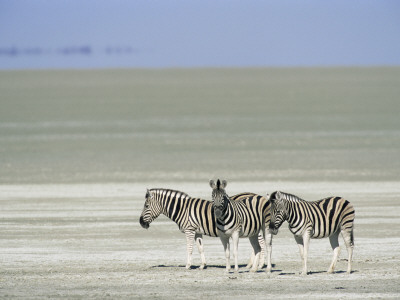 Three Common Zebra, On The Etosha Pan, Etosha National Park, Namibia by Tony Heald Pricing Limited Edition Print image