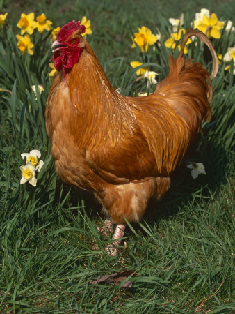 Domestic Chicken, Amongst Daffodils, Usa by Lynn M. Stone Pricing Limited Edition Print image