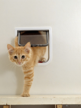 Domestic Cat, Ginger Kitten Coming Through Catflap by Jane Burton Pricing Limited Edition Print image