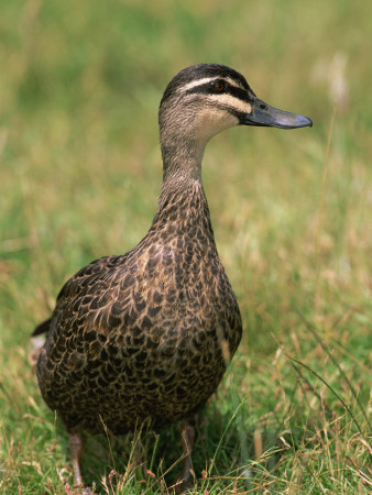 Pacific Black Duck, Tasmania, Australia by Pete Oxford Pricing Limited Edition Print image
