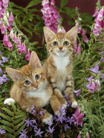 Domestic Cat, 10-Week, Red Male And Ginger Female Spotted Tabbies Among Foxgloves And Bellflowers by Jane Burton Pricing Limited Edition Print image