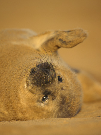 Grey Seal Pup Rolling On Sand, Lincolnshire, Uk by Niall Benvie Pricing Limited Edition Print image