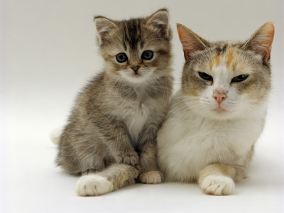 Domestic Cat, Silver Tortoiseshell-And-White Mother With Her 8-Week Tabby Kitten by Jane Burton Pricing Limited Edition Print image