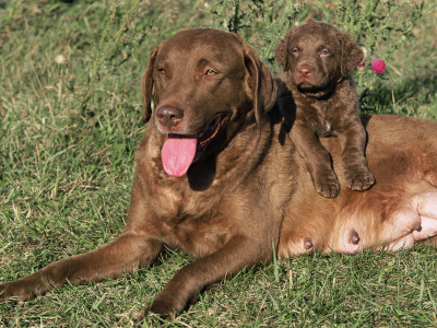 Chesapeake Bay Retriever Dog, Lactating Female And Puppy, Usa by Lynn M. Stone Pricing Limited Edition Print image