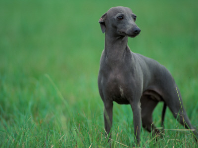 Slate Blue Whippet With Ears Drawn Back by Adriano Bacchella Pricing Limited Edition Print image