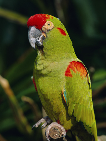 Red Fronted Macaw Portrait by Lynn M. Stone Pricing Limited Edition Print image