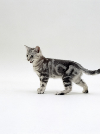 Domestic Cat, 12-Week Silver Tabby Male Kitten by Jane Burton Pricing Limited Edition Print image