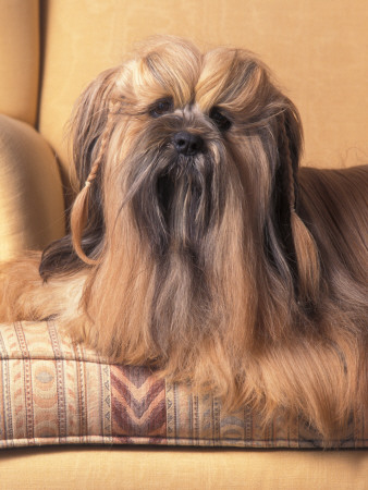 Lhasa Apso Sitting On Couch With Hair Plaited by Adriano Bacchella Pricing Limited Edition Print image