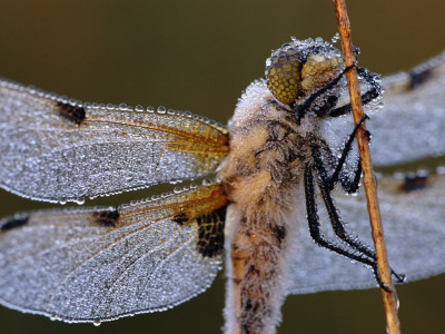 Four Spotted Libellula Dragonfly Covered With Dew, Kalmthoutse Heide, Belgium by Bernard Castelein Pricing Limited Edition Print image