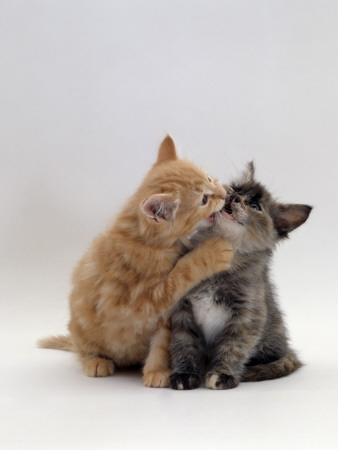 Domestic Cat, 8-Week Ginger Kitten Biting Tortoiseshell On The Mouth by Jane Burton Pricing Limited Edition Print image