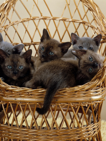 Domestic Cat, 8-Week, Blue And Brown Burmese Kittens Lying In A Wicker Chair by Jane Burton Pricing Limited Edition Print image