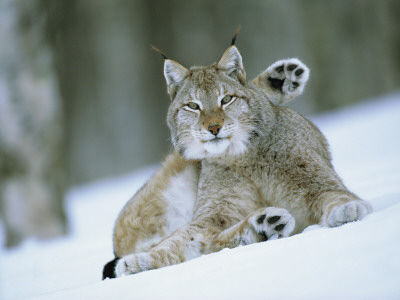 European Lynx Male Grooming In Snow, Norway by Pete Cairns Pricing Limited Edition Print image