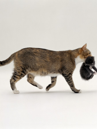 Domestic Cat, Tortoiseshell Mother Carrying / Moving Kitten by Jane Burton Pricing Limited Edition Print image