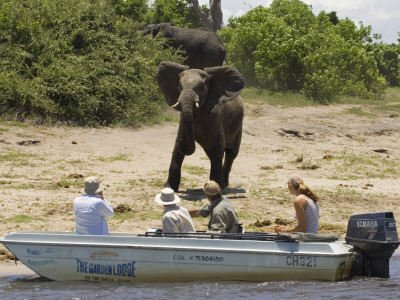 Tourists Watching African Elephants, From Boat, Chobe National Park, Botswana, Africa by Tony Heald Pricing Limited Edition Print image