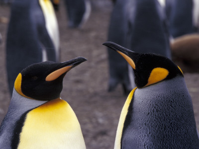 Two King Penguins Face To Face, (Aptenodytes Patagoni) South Georgia by Lynn M. Stone Pricing Limited Edition Print image